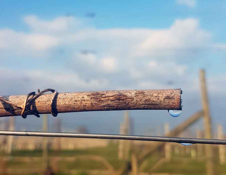 Azienda Agricola Cantrina