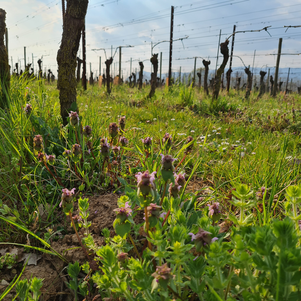 cantrina vino biologico garda