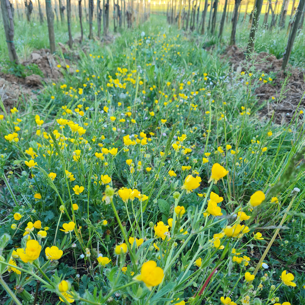 cantrina vino biologico garda