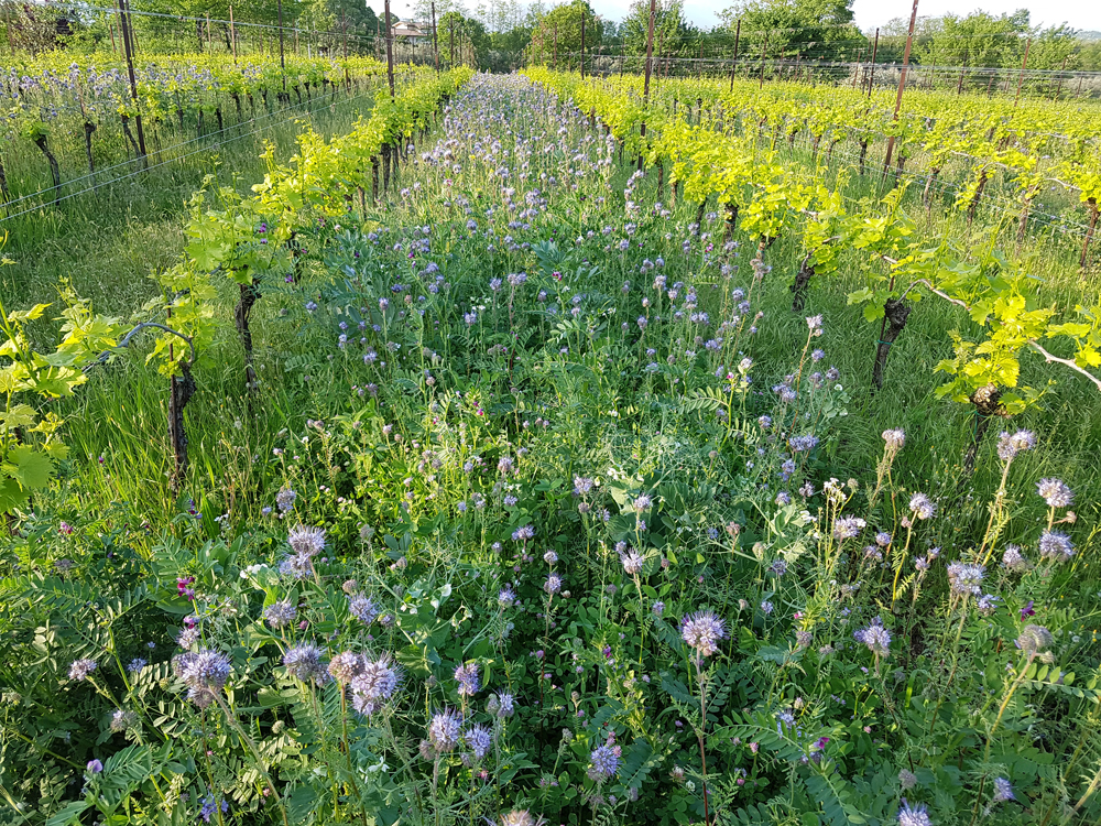 cantrina vino biologico garda